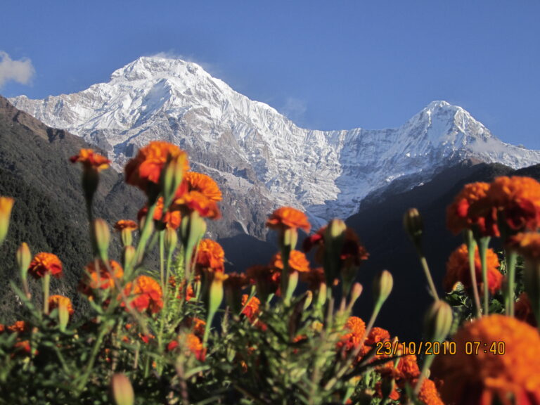 Marigold with Annapurna south