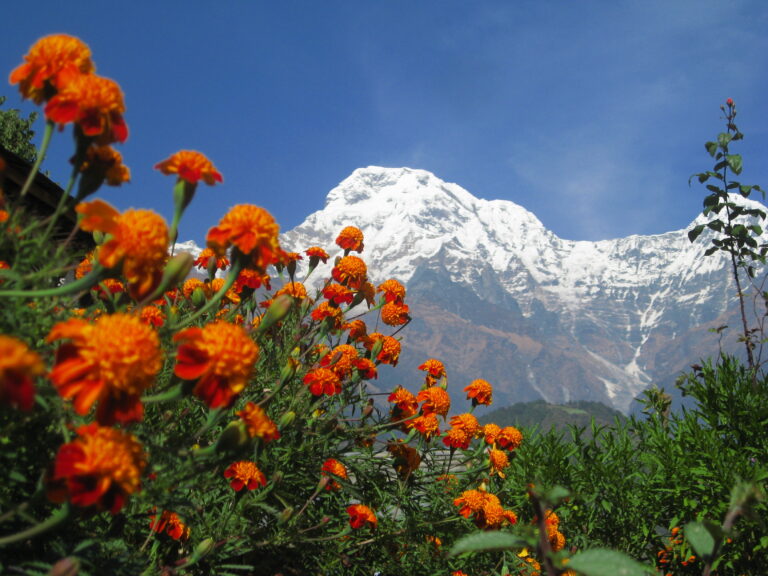 Annapurna south and himalayan flower