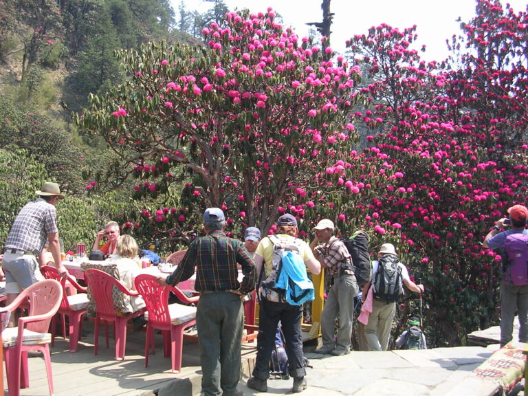 Ulleri to Ghorepani Trekking Rhododendron