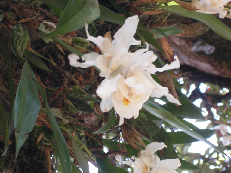 Orchid flowers in Annapurna base camp Trek