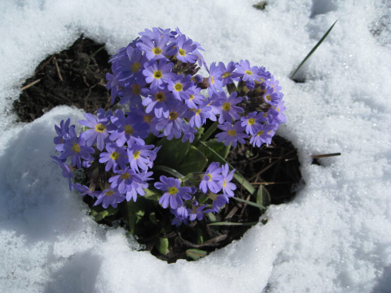 Himalayan flowers in Annapurna base camp trek