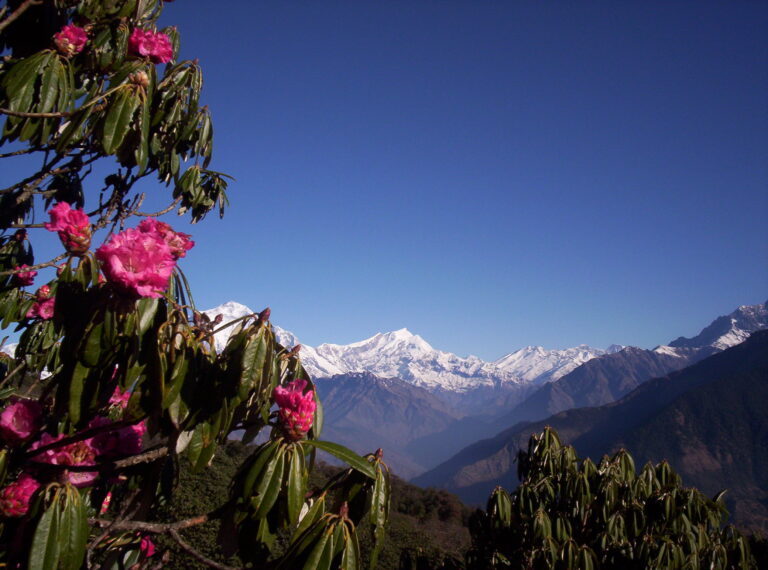 Annapurna mountain range with Rhododendron